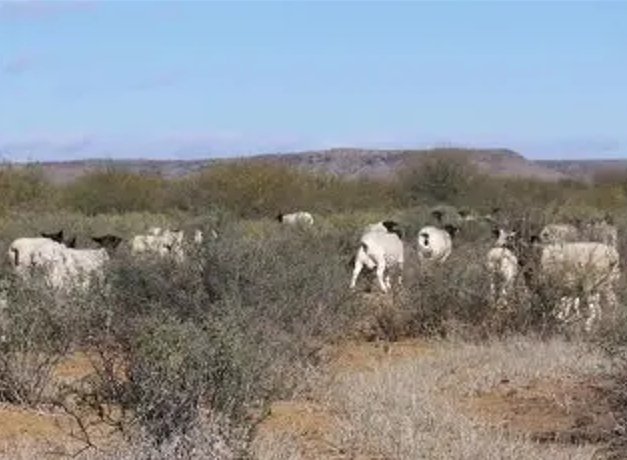 Commercial Property for Sale in Vanwyksvlei Northern Cape